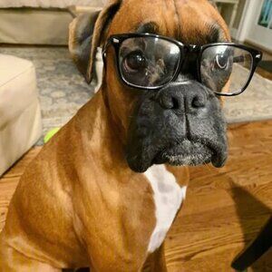 8x10 photo of a boxer